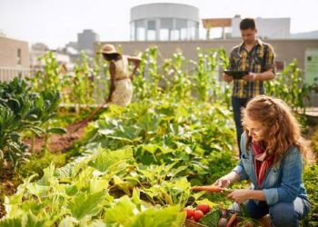 Huerto Urbano: ¿Cómo y por qué empezar a cultivar en casa?