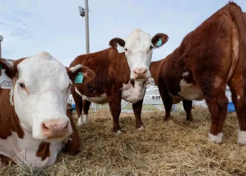 Río Negro alerta por el riesgo sanitario al flexibilizar la barrera