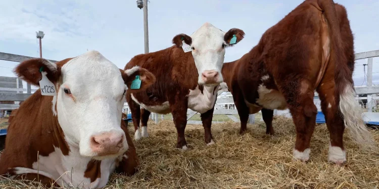 Río Negro alerta por el riesgo sanitario al flexibilizar la barrera  El Gobierno de Río Negro manifiesta su preocupación ante la decisión del Gobierno Nacional de flexibilizar la barrera sanitaria que durante más de dos décadas protegió el estatus diferencial de la Patagonia. La reciente habilitación del ingreso de carne con hueso y otros productos provenientes de zonas donde se vacuna contra la fiebre aftosa implica un retroceso que pone en riesgo la sanidad animal, el trabajo productivo y la proyección internacional de toda la región.