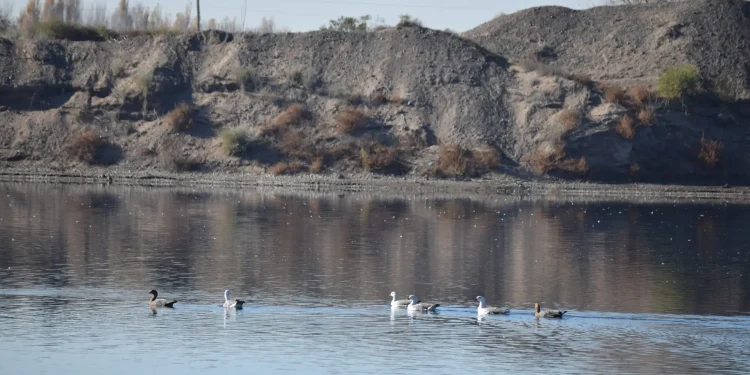 Río Negro: conservación de humedales para combatir desertificación y sequía  En el marco del Día Mundial de Lucha contra la Desertificación y la Sequía, la Secretaría de Ambiente y Cambio Climático de Río Negro realizó una inspección técnica al humedal El Macá, ubicado en Cervantes. El sitio, convertido en reserva natural privada por la empresa Hormigonera del Interior, representa una iniciativa concreta de remediación ambiental en una zona vulnerable.