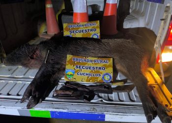 CORONEL BELISLE: Secuestran cuchillos y jabalí a cazadores furtivos