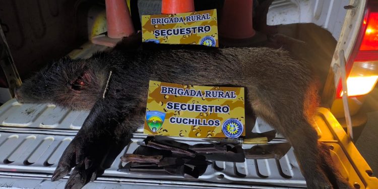 CORONEL BELISLE: Secuestran cuchillos y jabalí a cazadores furtivos  Personal de la Brigada Rural de la policía de Río Negro en Valle Medio, procedió al secuestro de varios cuchillos y un ejemplar de jabalí de unos 60 kilos.