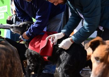 BAHIA BLANCA: Atención veterinaria gratuita – cuándo, dónde y cómo acceder