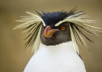 RIO NEGRO: Nueva especie de pingüino registrada en Las Grutas para Argentina