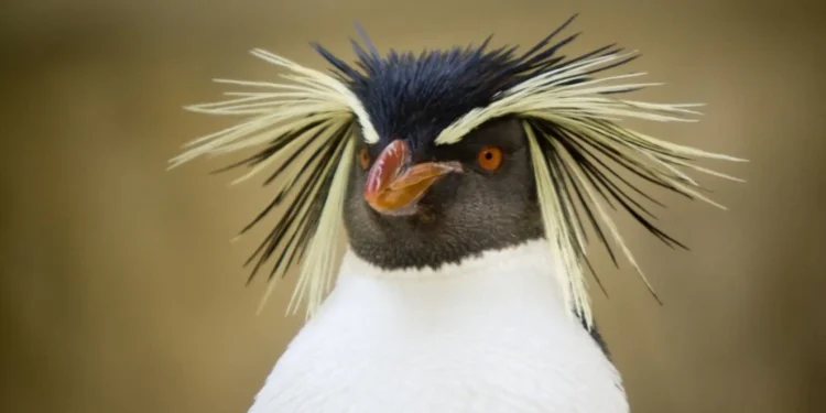 RIO NEGRO: Nueva especie de pingüino registrada en Las Grutas para Argentina  Guarda ambiental del Área Natural Protegida Bahía de San Antonio, Amira Mandado, realizó el hallazgo de una especie de pingüino hasta el momento no registrada en el país. Se trata del Pingüino de Penacho Amarillo del Norte, una especie de distribución lejana y amenazada.