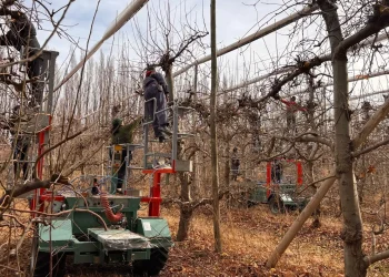 La mecanización frutícola avanza en Coronel Belisle