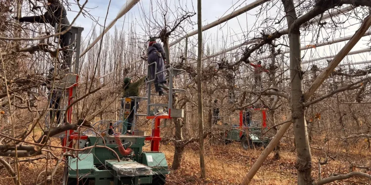 La mecanización frutícola avanza en Coronel Belisle  La Secretaría de Trabajo de Río Negro constató el avance del proceso de mecanización en el Caldero de Coronel Belisle, donde ya se utilizaron plataformas automáticas en las tareas de poda de peras en el Valle Medio. Esta tecnología no solo agiliza y moderniza las labores rurales, sino que también amplía las posibilidades de empleo para nuevos perfiles laborales, en especial para mujeres de la región.