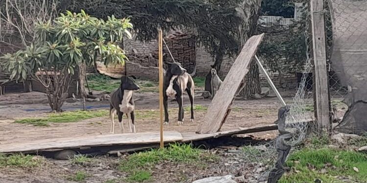 SIERRA DE LA VENTANA: Perros atacaron a vecina en pleno centro  En el actual contexto social parece que la violencia y las agresiones desde los discursos y las acciones de gobierno habilitan un cierto adormecimiento de la empatía con quienes la padecen y, lamentablemente en el hecho policial que rescata la nota, por parte de los dueños de estos animales agresores hubo CERO EMPATÍA ni interés o conciencia comunitaria solidaria con la persona afectada por las lesiones sufridas en la vía pública a raíz del ataque de sus mascotas, lo que afectó la vida cotidiana de la damnificada, tanto en lo emocional como en lo familiar y laboral, viéndose así temporalmente inhabilitada para cumplir sus compromisos y responsabilidades generándole esto también un impacto económico (con lucro cesante por este hecho dañoso) que la obligó además a una gran pérdida de tiempo, tratamiento con profesionales y medicaciones costosas estando aún en recuperación y tratamiento.