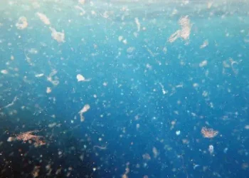 MUNDO: Científicos alertan por las dificultades del acuerdo global para combatir la contaminación por plásticos