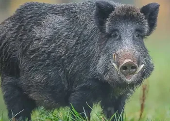 TORNQUIST: Son 8 los casos confirmados de triquinosis en Tornquist y Bahía Blanca