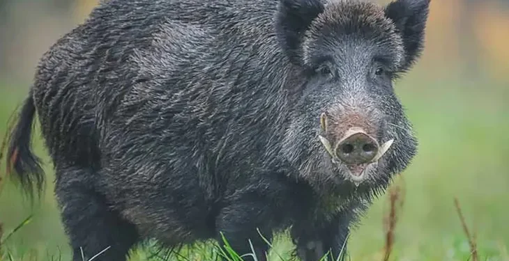 TORNQUIST: Son 8 los casos confirmados de triquinosis en Tornquist y Bahía Blanca  Se trata de un brote familiar en la ciudad cabecera, producto de la faena de un jabalí.
