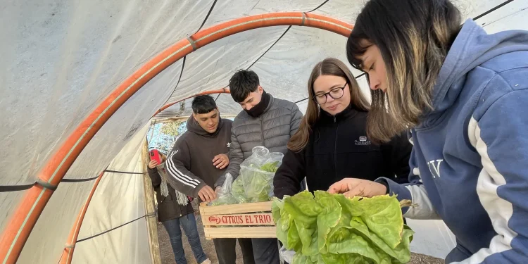 LUIS BELTRAN: Estudiantes entregaron verduras a comedores de residencias  Estudiantes del Centro de Educación Técnica Nº 29 de Luis Beltrán participan del proyecto de prácticas profesionalizantes, en articulación con el municipio, con el fin producir verduras y hortalizas en el Invernadero Escuela Municipal.