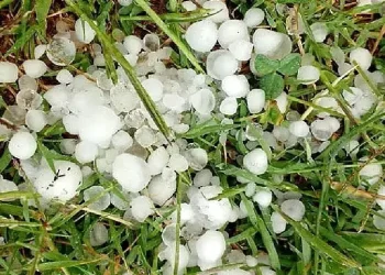 Río Negro efectiviza mañana el pago del Ente de Granizo en una sola cuota