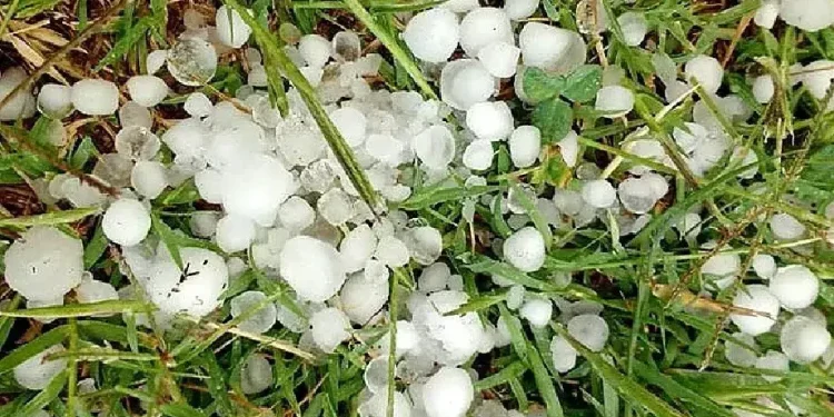 Río Negro efectiviza mañana el pago del Ente de Granizo en una sola cuota Tal lo anunciado por el Gobernador Alberto Weretilneck, y por pedido formal de la Federación de Productores en el marco del pago del Ente Compensador de Granizo, mañana jueves 14 se efectuará el pago a los productores afectados.