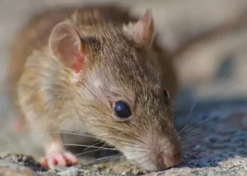 RIO NEGRO: Salud recuerda recomendaciones para prevenir el Hantavirus