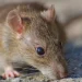 RIO NEGRO: Salud recuerda recomendaciones para prevenir el Hantavirus