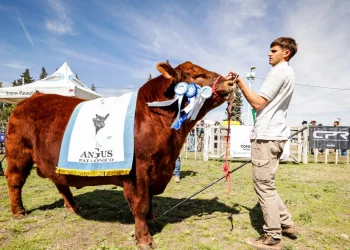 CHOELE CHOEL: El circuito de rurales tuvo su paso por Choele con 100% de ventas