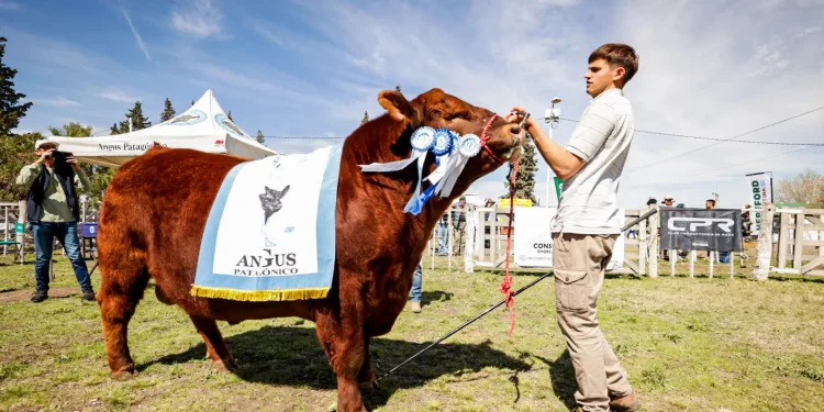 CHOELE CHOEL: El circuito de rurales tuvo su paso por Choele con 100% de ventas  La Expo Rural de Choele Choel fue una de las paradas más convocantes del circuito de exposiciones rurales de primavera de Río Negro, el más extenso de toda la Patagonia. Productores, cabañeros y familias se reunieron en el predio rural para compartir dos jornadas de juras, remates y debate sobre el presente y el futuro de la actividad.
