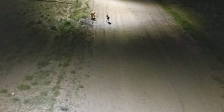 CHOELE CHOEL: El barrio Las Mercedes se suma al plan Choele 100% LED El programa de recambio de luminarias avanza sin pausa en Choele Choel y sigue transformando la ciudad. Esta semana es el turno del barrio Las Mercedes, que pasará a ser 100% LED, sumándose así al proceso de modernización del alumbrado público que impulsa la Municipalidad.