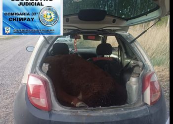 CHIMPAY: Operativo policial derivó en una causa por “presunto abigeato”