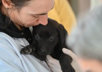 BAHIA BLANCA: Veterinaria municipal atención primaria y castración en los móviles quirúrgicos