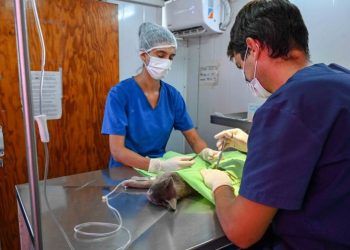 BAHIA BLANCA: Atención destinadas a mascotas