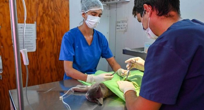 BAHIA BLANCA: Atención destinadas a mascotas