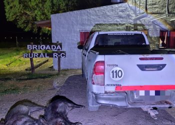 RIO COLORADO: Secuestran jabalíes a cazadores por carecer de permisos