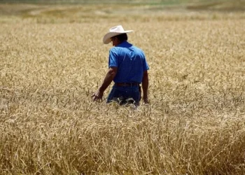 El Gobierno oficializó la baja de retenciones: cómo quedaron las alícuotas para la soja, el maíz y el trigo