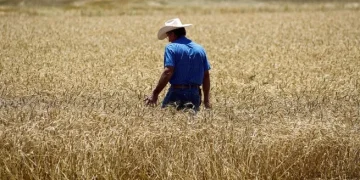 El Gobierno oficializó la baja de retenciones: cómo quedaron las alícuotas para la soja, el maíz y el trigo