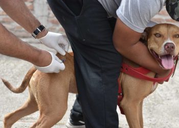 BAHIA BLANCA: Atención veterinaria municipal y gratuita del 9 al 12 de diciembre