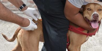 BAHIA BLANCA: Atención veterinaria municipal y gratuita del 9 al 12 de diciembre