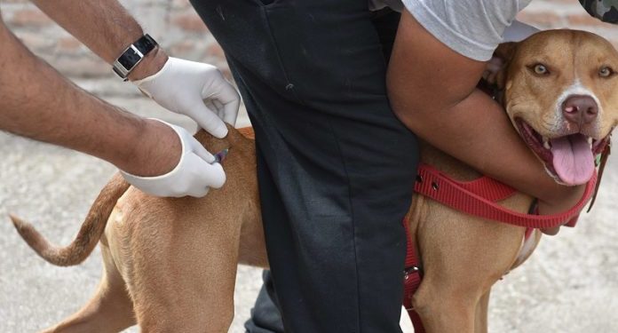 BAHIA BLANCA: Atención veterinaria municipal y gratuita del 9 al 12 de diciembre