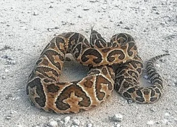 VILLARINO: El municipio alertó por la presencia de serpientes en localidades pobladas tras los incendios  Desde el Ejecutivo local explicaron que las serpientes no buscan el contacto con las personas y que, en la mayoría de los casos, intentan huir ante la presencia humana. Cuáles son las recomendaciones.