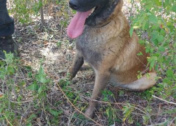 CHOELE CHOEL: Femicidio «Ponderan la labor de los canes de Conesa y Choele Choel»