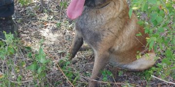 CHOELE CHOEL: Femicidio «Ponderan la labor de los canes de Conesa y Choele Choel»