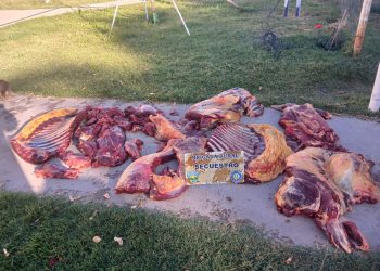 LAMARQUE: Secuestran carne equina transportada de manera clandestina