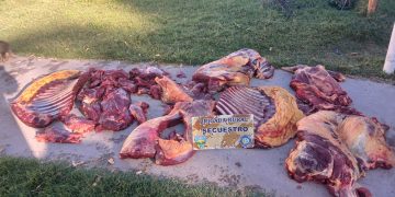 LAMARQUE: Secuestran carne equina transportada de manera clandestina