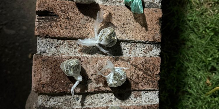 CHOELE CHOEL: Secuestran marihuana en control preventivo en el acceso a Isla 92 La policía de Río Negro volvió a tener una nueva intervención exitosa en la lucha contra las drogas.