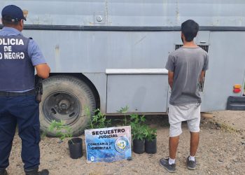 CHIMPAY: Descubierto cuando llevaba plantas de marihuana en su auto  Personal policial de la Comisaría 37° de Chimpay labró actuaciones por una presunta infracción a la Ley Nacional N.º 23.737, tras un procedimiento realizado alrededor de las 09:30 horas del martes, durante recorridas preventivas en el ejido urbano de la localidad.