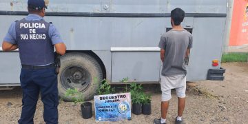 CHIMPAY: Descubierto cuando llevaba plantas de marihuana en su auto