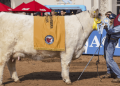 Proponen reconocer a una vaca argentina que fue elegida como la mejor del mundo en su raza