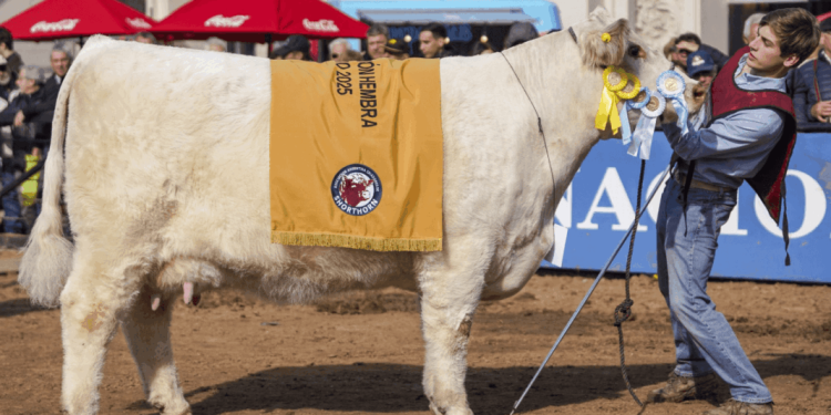 Proponen reconocer a una vaca argentina que fue elegida como la mejor del mundo en su raza  Miranda impulsa una declaración en la Legislatura bonaerense para distinguir a una Shorthorn campeona mundial, criada en Trenque Lauquen.