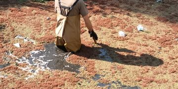 LAMARQUE: CONTINÚAN LOS RASTRILLAJES Y ALLANAMIENTOS POR LA DESAPARICION DE UNA PERSONA