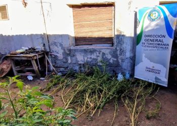 Coronel Belisle: Allanamiento por narcotráfico «Secuestran plantas de cannabis y formulan imputación»