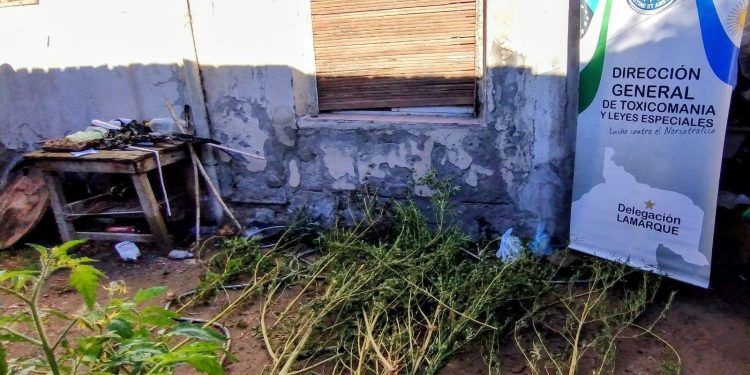 Coronel Belisle: Allanamiento por narcotráfico «Secuestran plantas de cannabis y formulan imputación»  Un allanamiento realizado en la localidad de Coronel Belisle en las primeras horas de la mañana de éste lunes, permitió el secuestro de varias plantas de cannabis y la imputación de un hombre de 51 años por presunta infracción a la Ley de Estupefacientes.