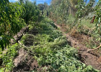 LAMARQUE: Ponen al descubierto plantación de marihuana en una Isla.