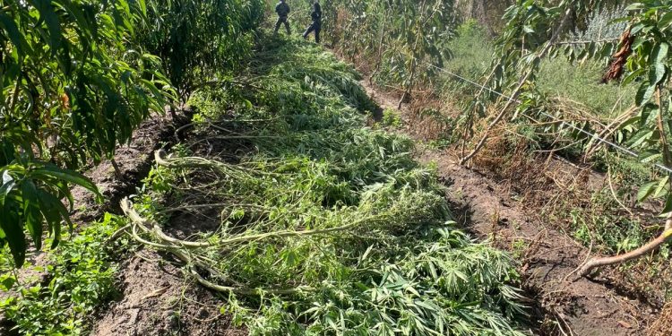LAMARQUE: Ponen al descubierto plantación de marihuana en una Isla. La Brigada Motorizada de Apoyo del Valle Medio de la Policía de Río Negro, en un operativo de alta efectividad, logró – en la jornada del martes – poner al descubierto una plantación de Cannabis Sativa que estaba oculta entre las malezas de una isla y protegida con trampas de las llamadas comúnmente “cazabobos”.