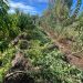 LAMARQUE: Ponen al descubierto plantación de marihuana en una Isla.