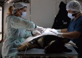 BAHIA BLANCA: Atención veterinaria durante los días hábiles